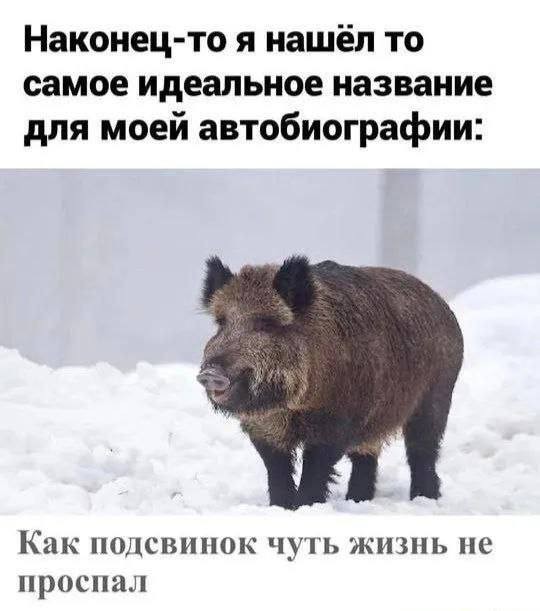 Картинки для деградации 279 (разной степени свежести)