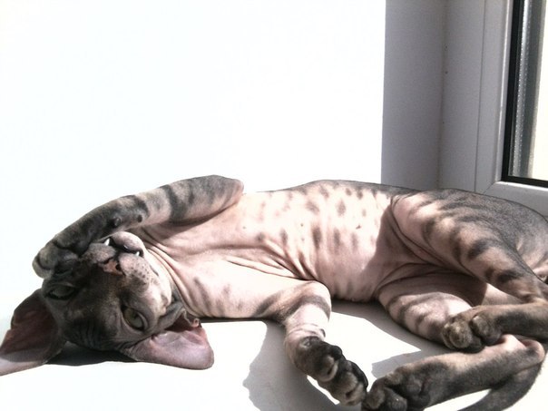 Котовторник 26.11.2013