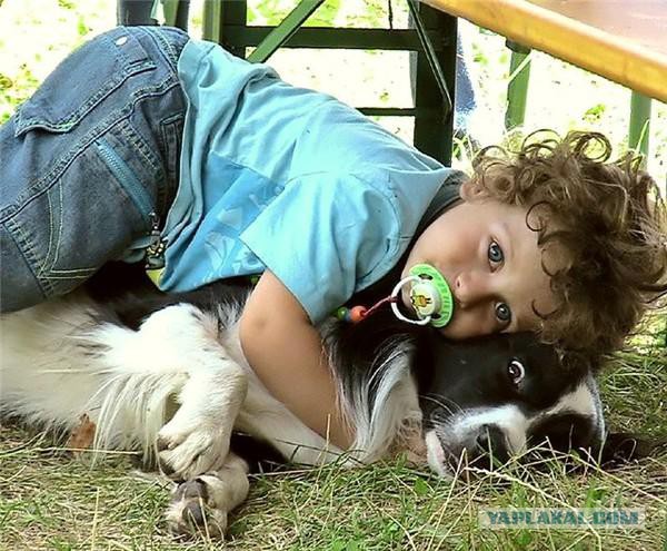 Как собаки встречают и провожают хозяев