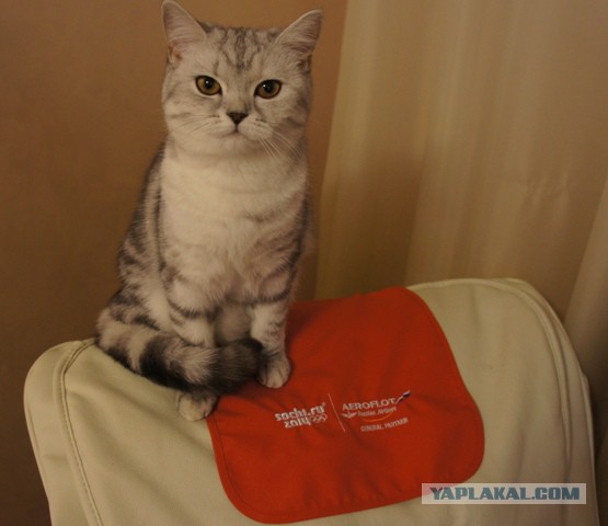 Котовторник 25.02.2014