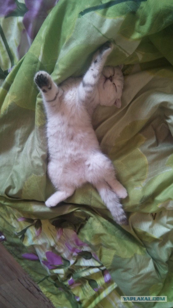 Завидую своему коту