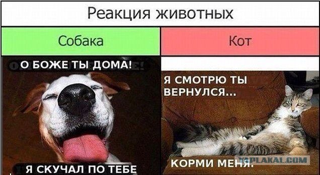 С Котовторником!