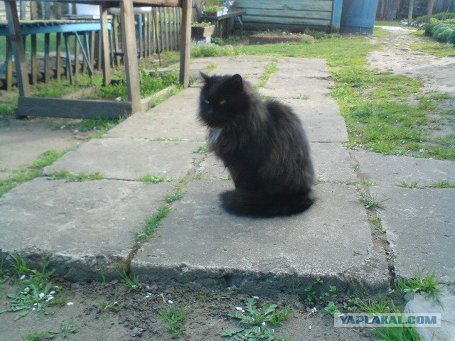 Котовторник 20.05.2014