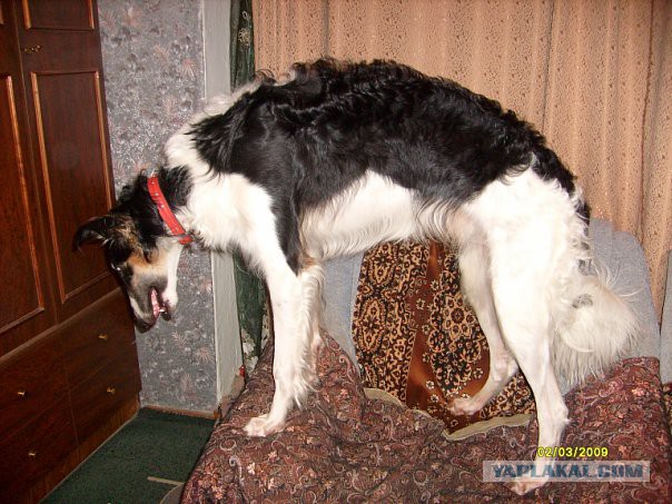 Собачки: русская борзая