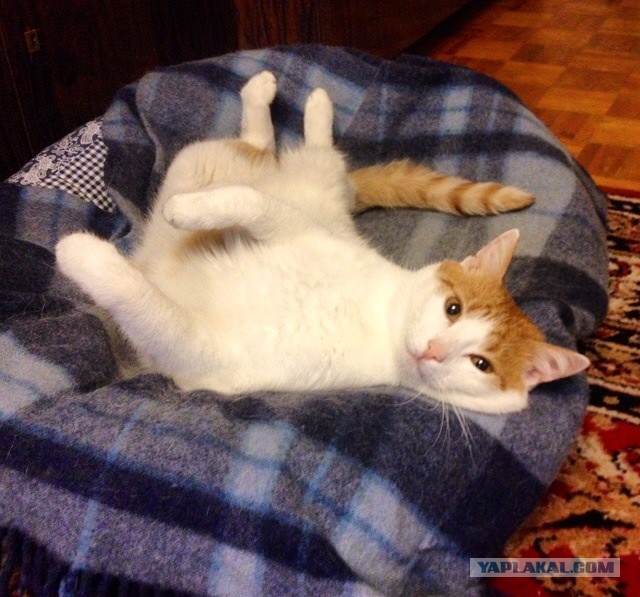 Котовторник 15.07.2014.