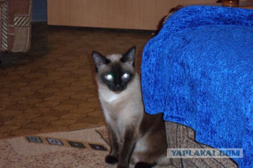 Как собаки встречают и провожают хозяев