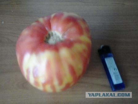 Мой ответ санкциям