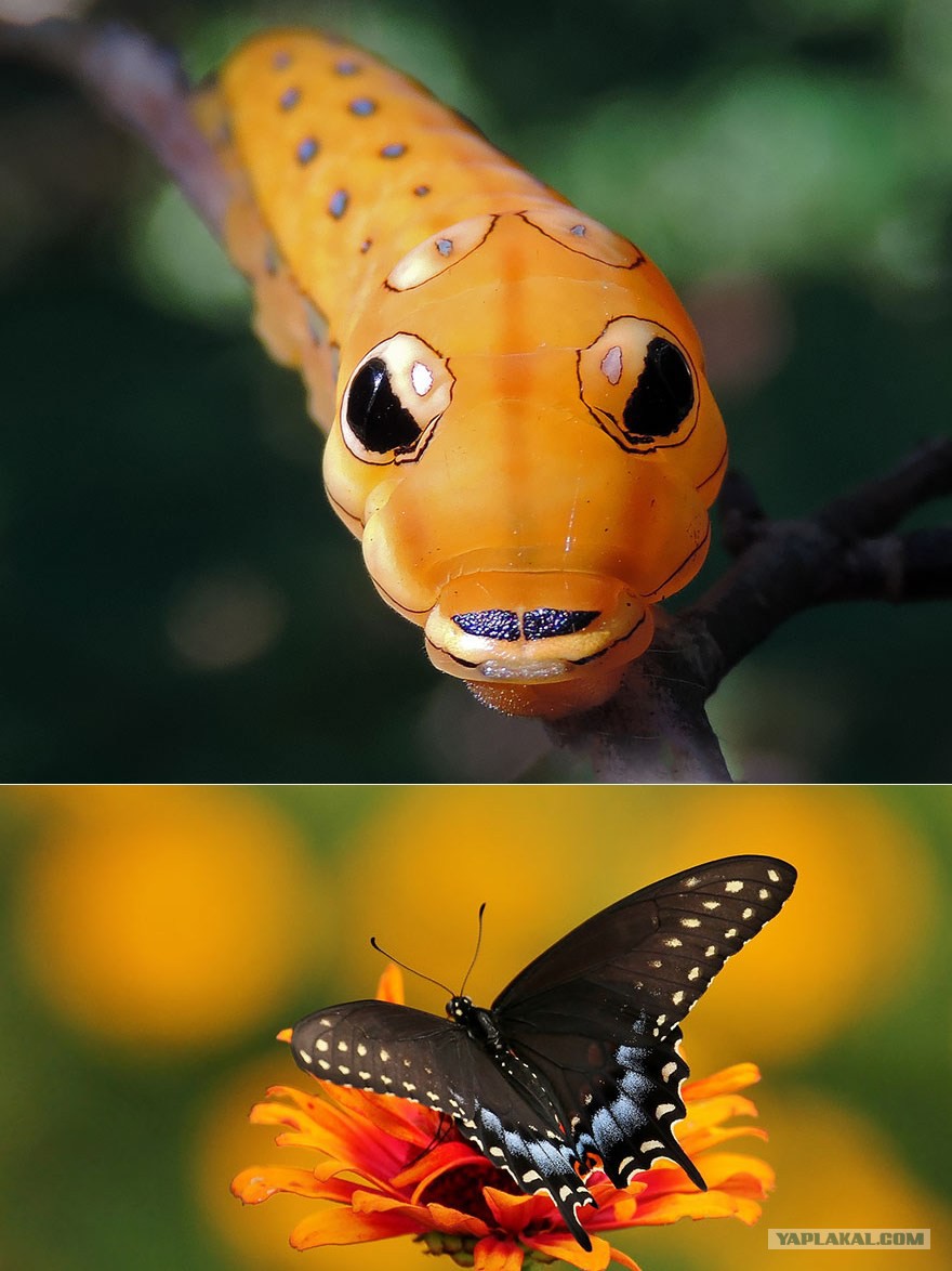 Ну всякие разные. Papilio Troilus гусеница. Papilio Troilus бабочка. Papilio Machaon гусеница. Papilio Troilus гусеница глаза.