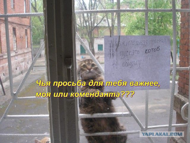 Ну и как не пустить?