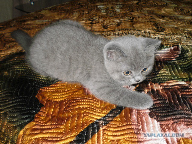 Британские котята