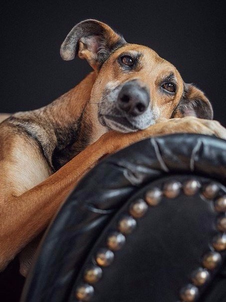 Собакочетверг же, ау!