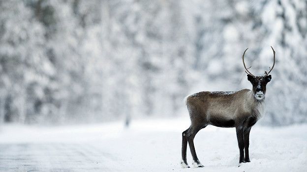 Северный олень как невоспетое чудо природы
