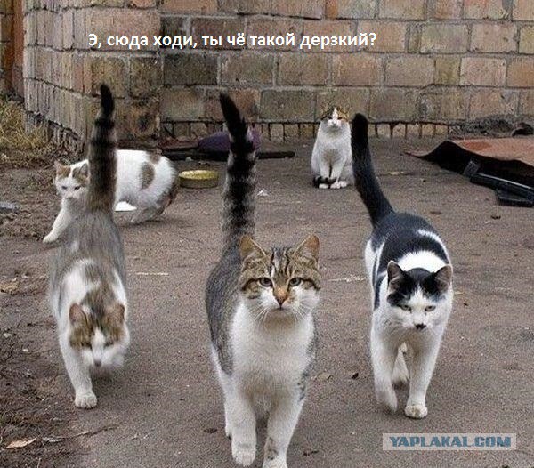Картинки с надписями