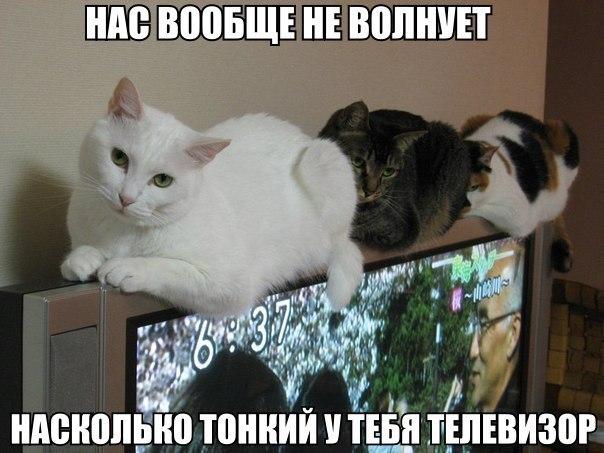 Мохнатые беспредельщики