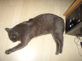 Котомет на вторник (18.12.2007)