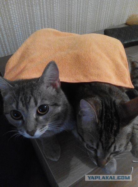Найденыши (Кото понедельник)
