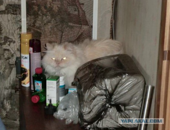 Теплые домики для кошек могут обустроить в подвалах домов