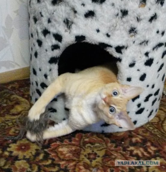 Котовторник 04.10.16