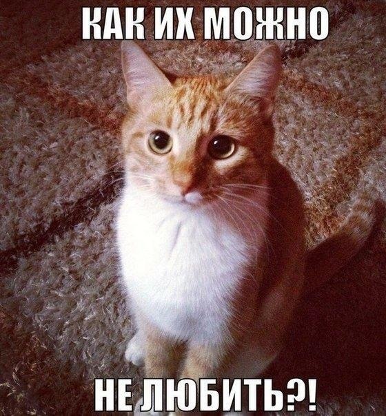 Коты из сети