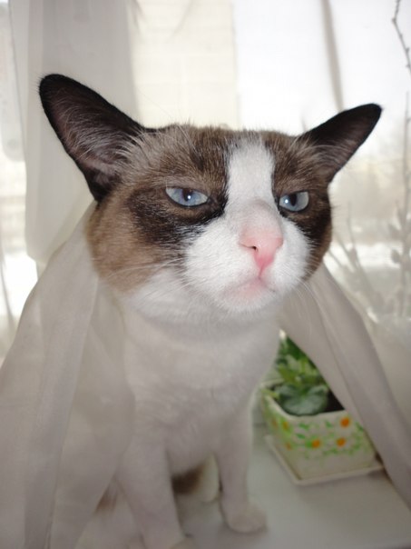 Упоротые коты.