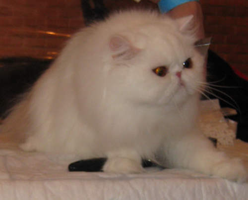 Коты из сети