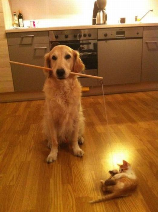 Коты и Кошки