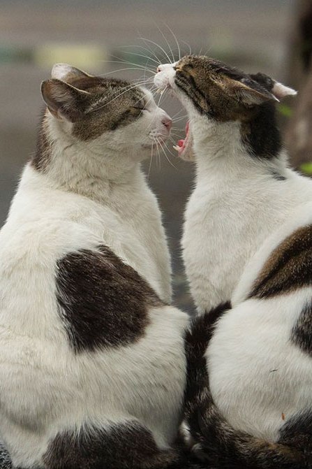Коты и Кошки