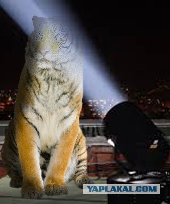 Муж на час