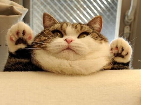 Коты и Кошки