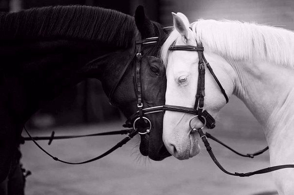 Живность из сети