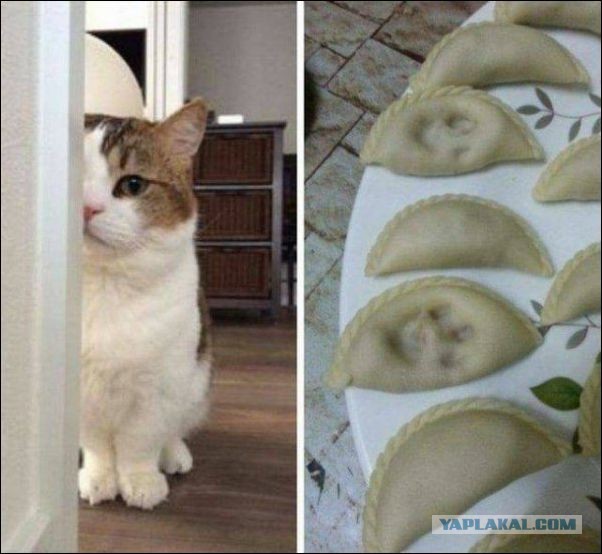 24 кота, которые подняли дерзость на новый уровень