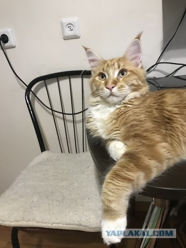 Котовторник 22.05.2018