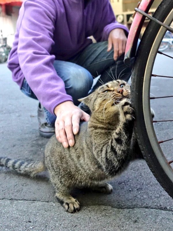 Прикольных котов пост