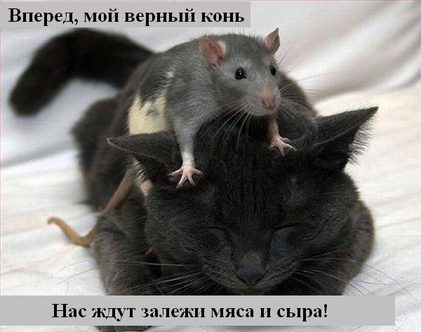 Весёлая подбока зверей (9 штук)