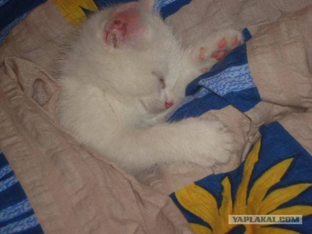 Котовторник на ЯПлакалъ (15.07.2008)