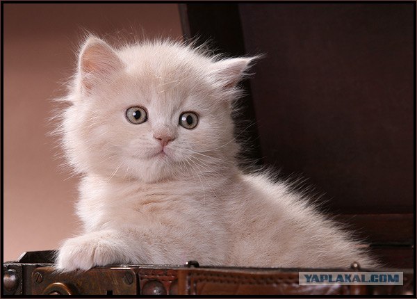 Даёшь Котовторник на ЯПе! (29.07.08)