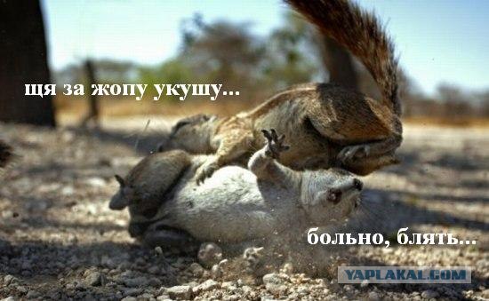 Суровый файтинг сусликов