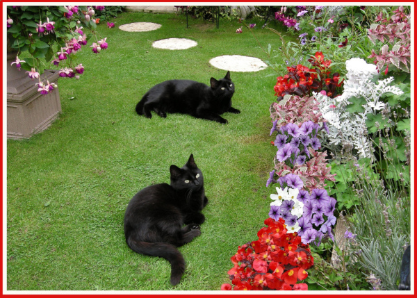 Котовторник, Весна, Цветы!