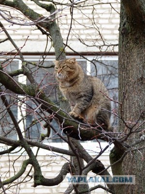 Котовторник!