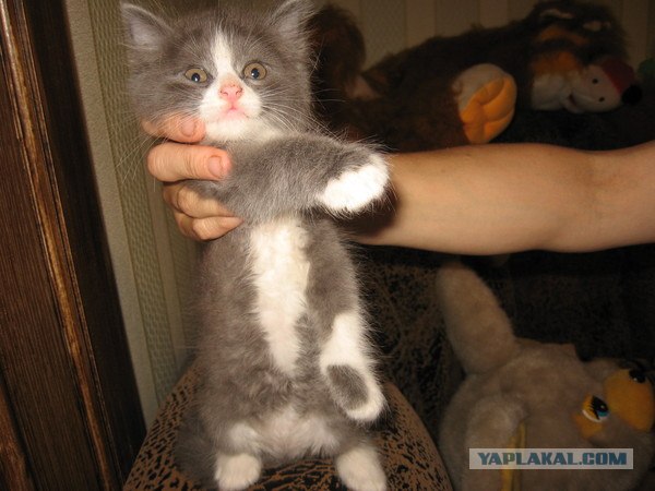 Десантный котовторник