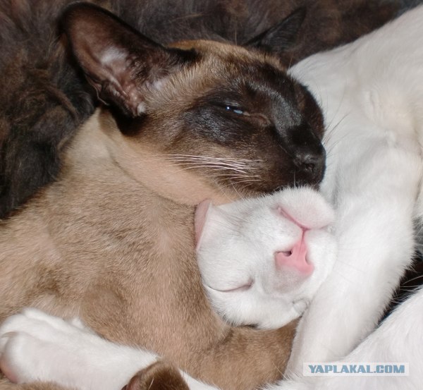 Котовторник! 08.11.11