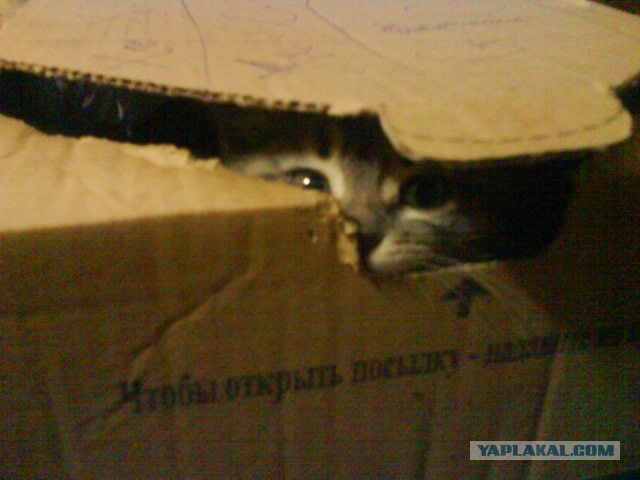 Котовторник 13.12.11 - магическе числа
