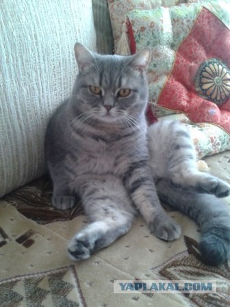 Котовторник 17.04.2012