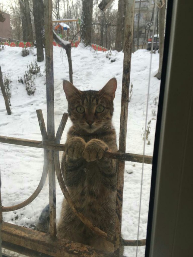 Прикольных котов пост