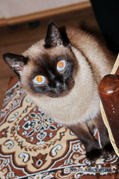 Котовторник 11.09.2012