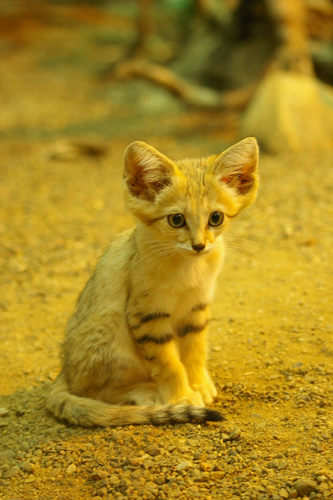 Дикий котовторник