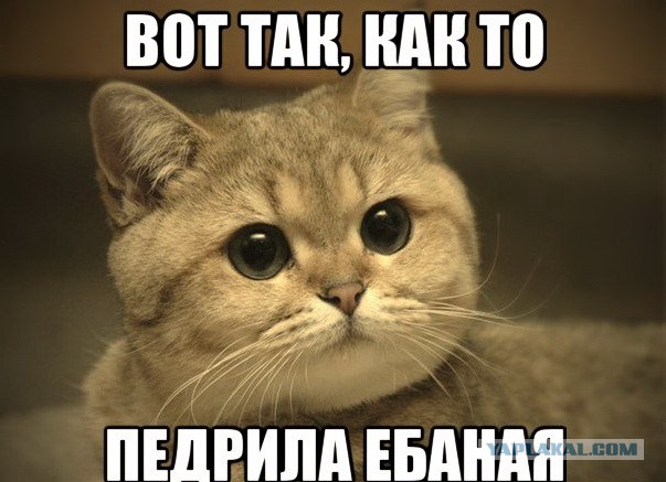 Картинки с котами и про котов