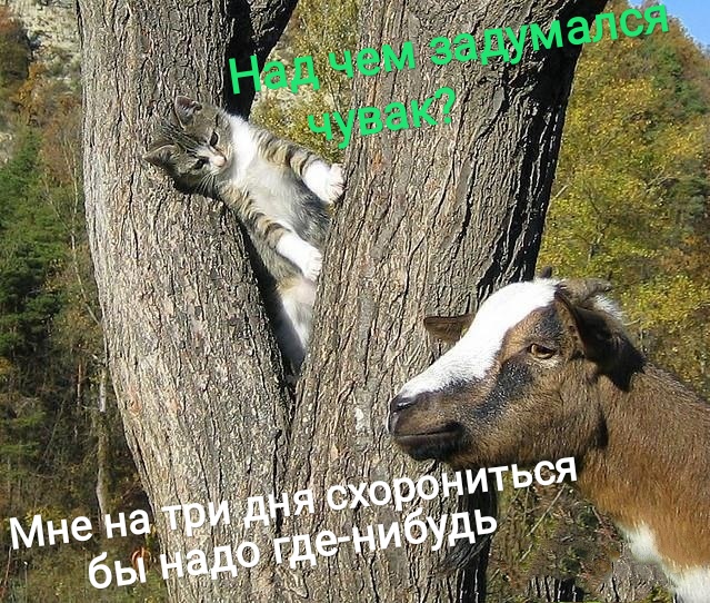 Прикольные комментарии и высказывания из Сети 10.08.19