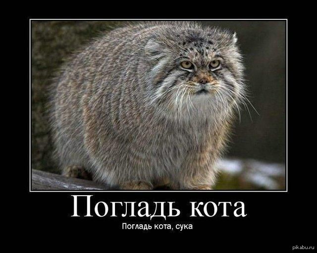 Как правильно гладить киску