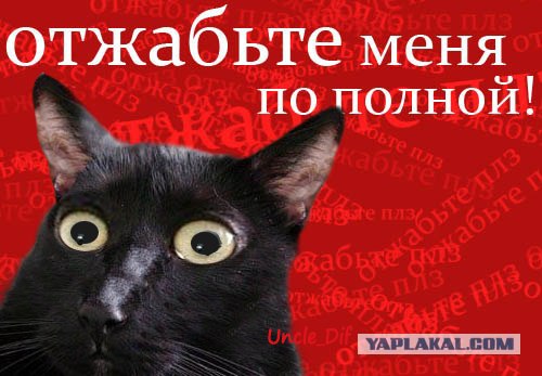 Киса хочет жабы